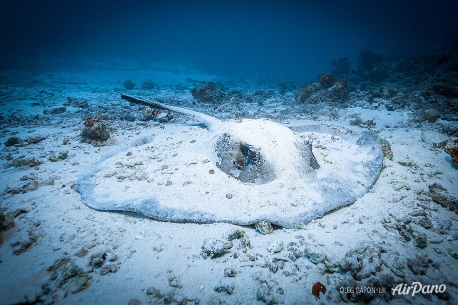 Underwater life, Alimatha, Maldives