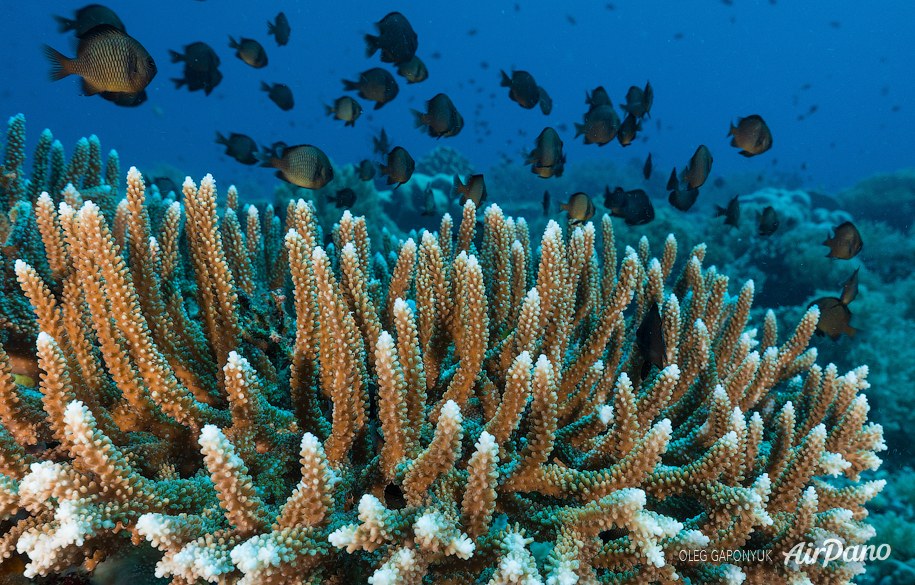 Corals with limestone skeleton