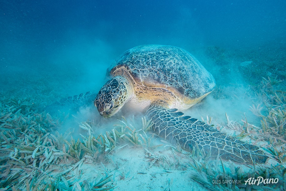 Green turtle