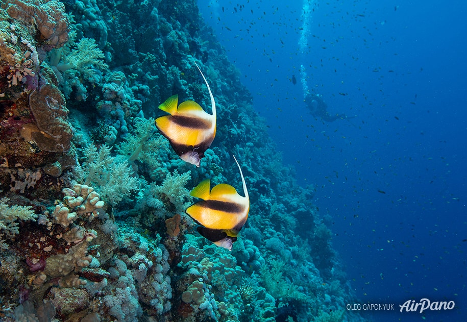 Marsa Alam, coral reef