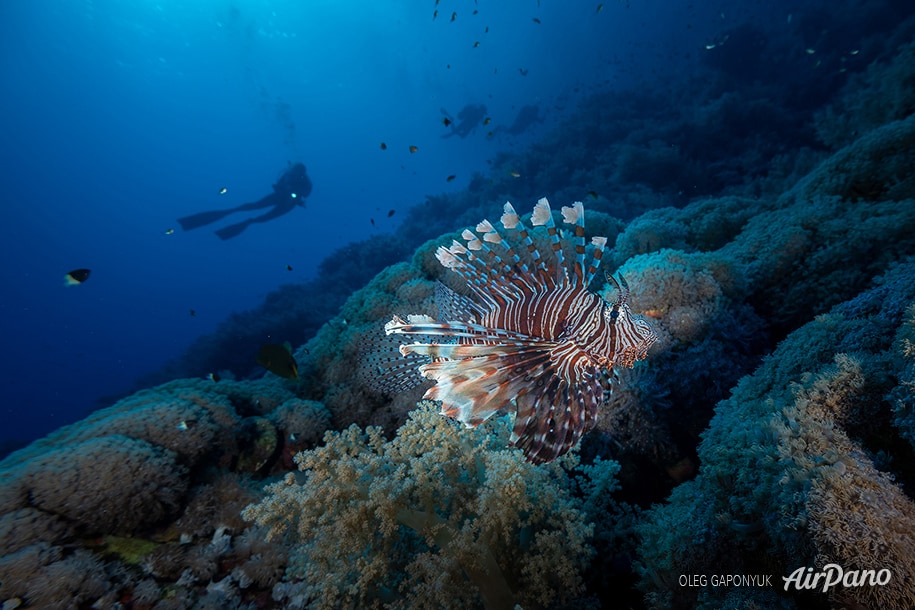 Lionfish