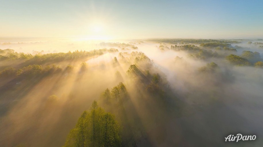 Four Seasons. Spring Forest