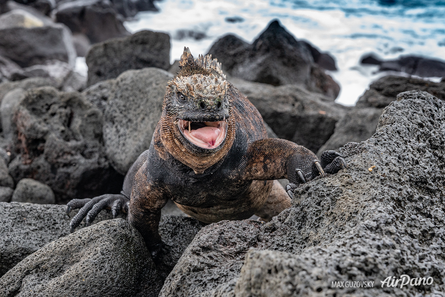 Galápagos marine iguana