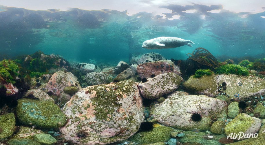 Diving with spotted seals. Sea of Japan, Russia