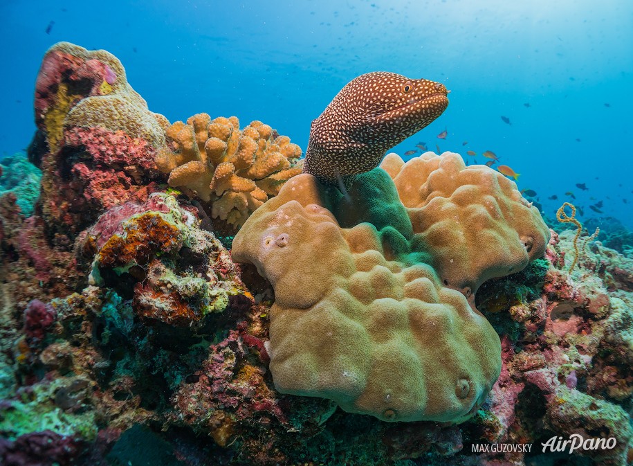 Moray eel