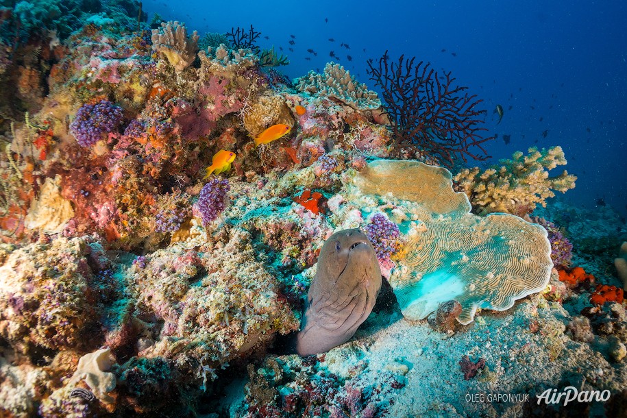 Moray eel