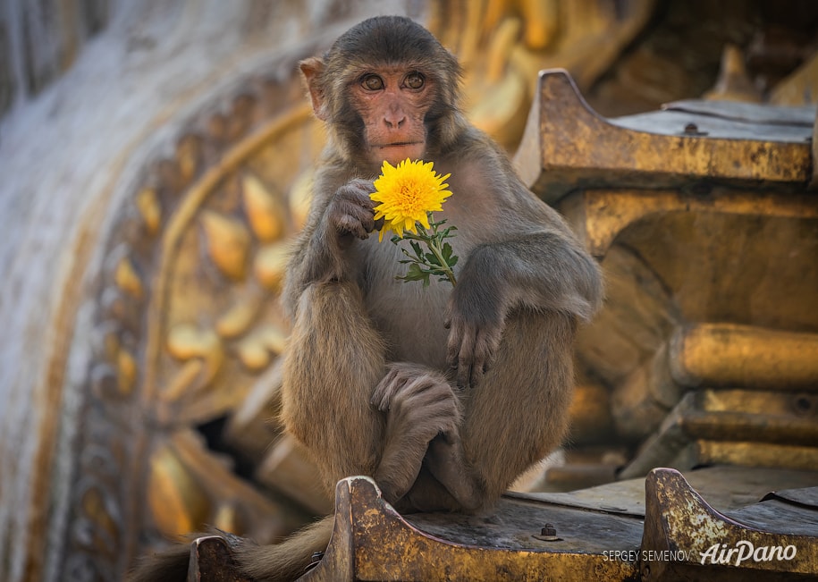 Monkey temple