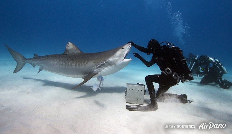 Feeding sharks, Bahamas