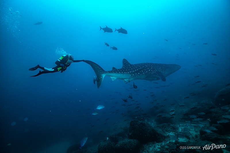 Diving with whale shark