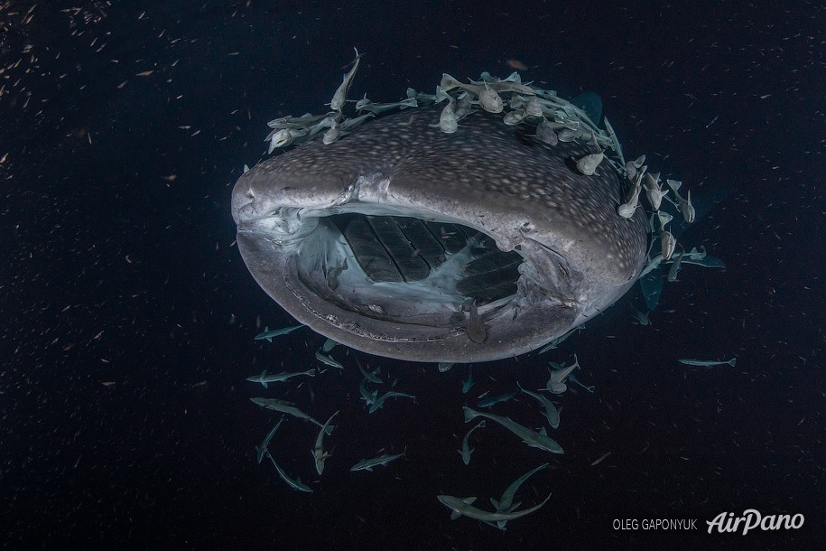 Whale shark