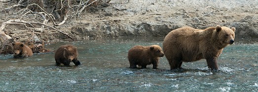 Journey to the bears in the Kronotsky Reserve, Kamchatka