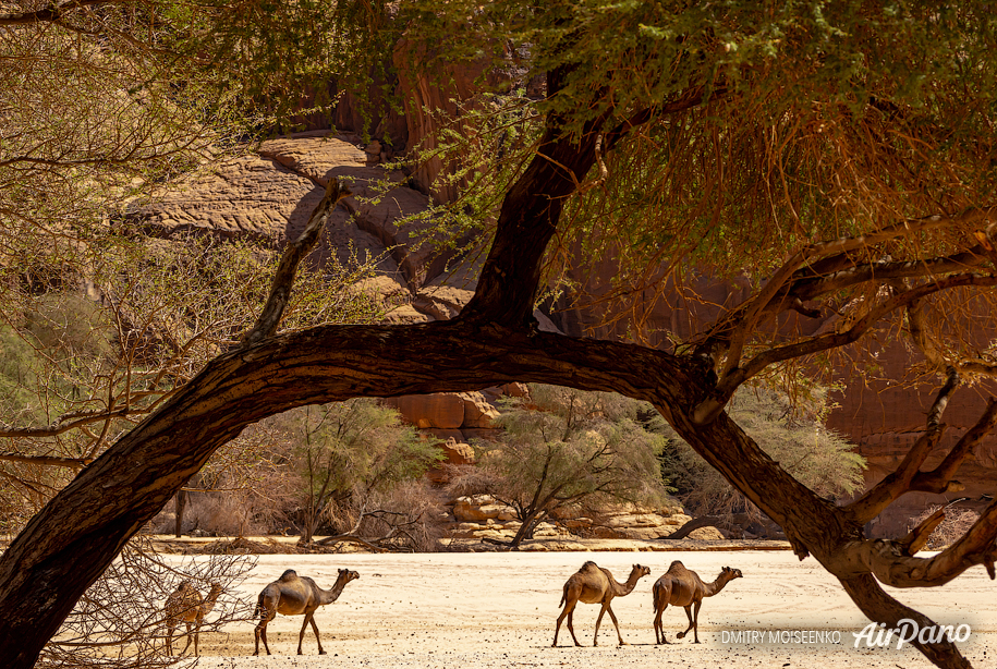 Camels in Guelta d'Archei 