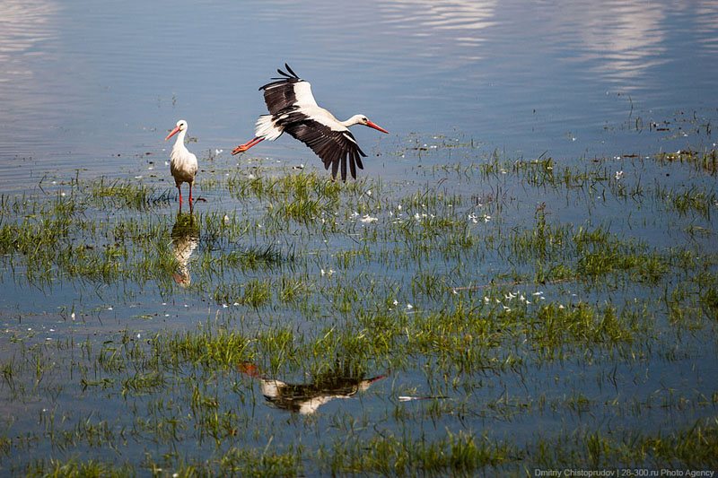 Storks during the floods in Germany