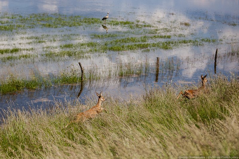 Animals in the flooded area