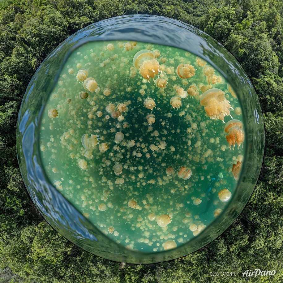 Jellyfish Lake, Palau