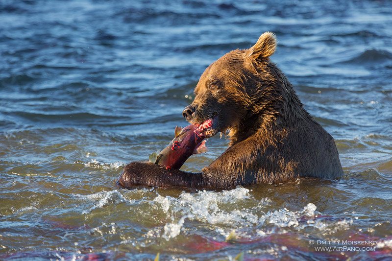 Bear at the Kurile Lake, Kamchatka, Russia