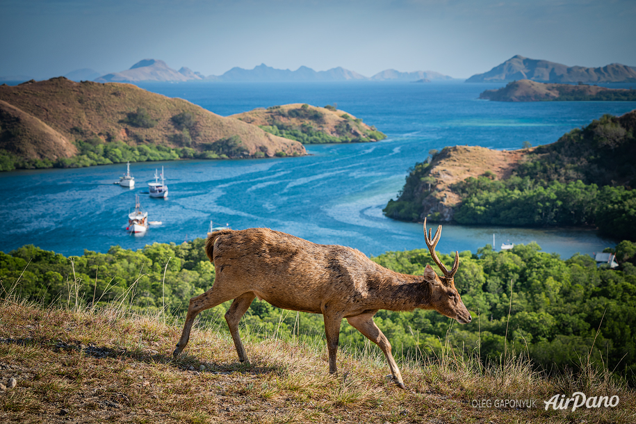 Journey to Komodo island, Indonesia