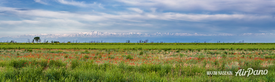 Poppies in Kyrgyzstan