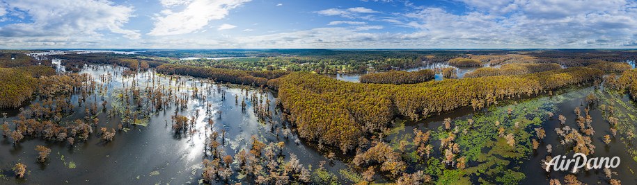 Bald cypress swamps, Louisiana-Texas, USA