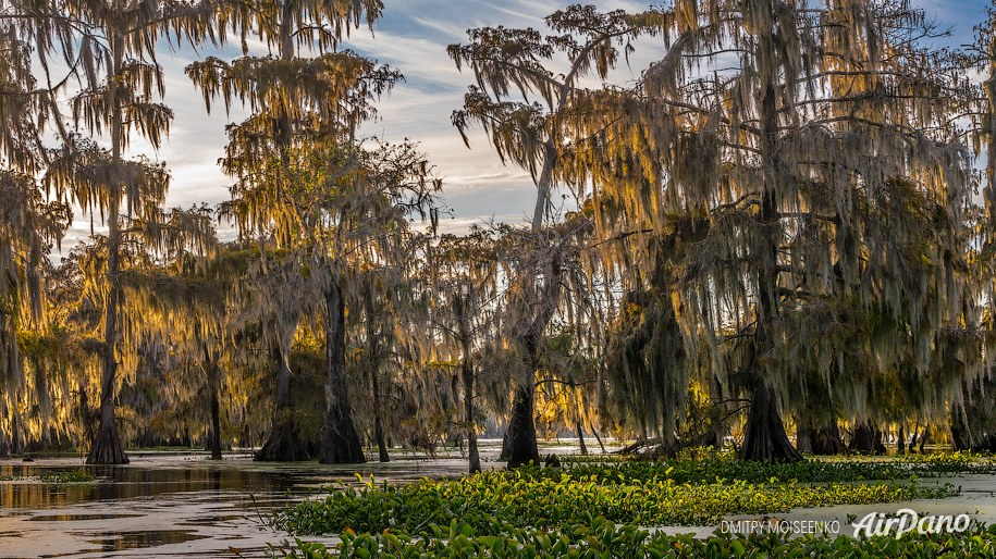 Bald cypress swamps, Louisiana-Texas, USA