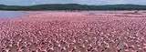 Flamingo, Kenya, Lake Bogoria