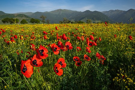 Poppy Field, Armenia
