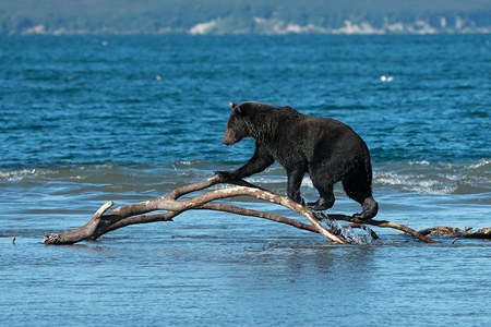 Journey to the bears in the Kronotsky Reserve, Kamchatka