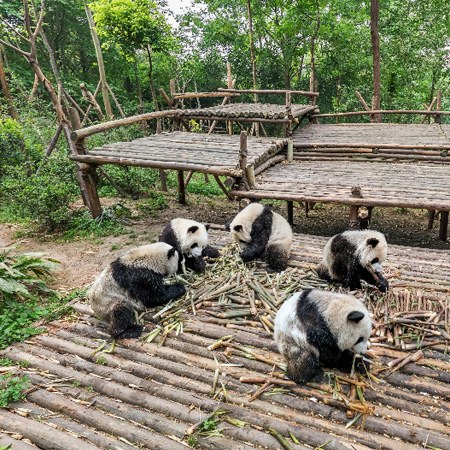 China, Sichuan Province, Chengu, Giant Panda Bear (Ailuropoda Melanoleuca)  resting on wooden platform at Chengdu Research Base of Giant Panda Breeding  Stock Photo - Alamy