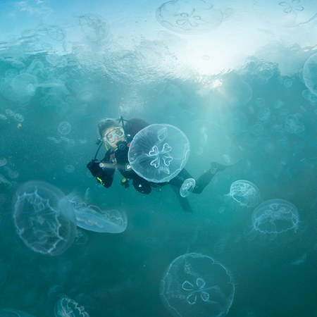 Jellyfish Bay, Raja Ampat, Indonesia