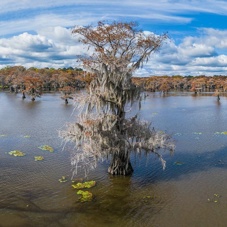 Bald cypress swamps, Louisiana-Texas, USA