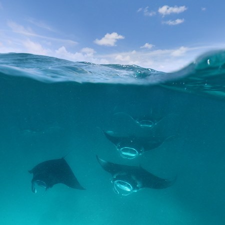 Manta Rays, Maldives