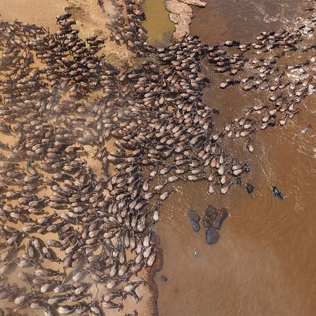 The Great Migration, Kenya