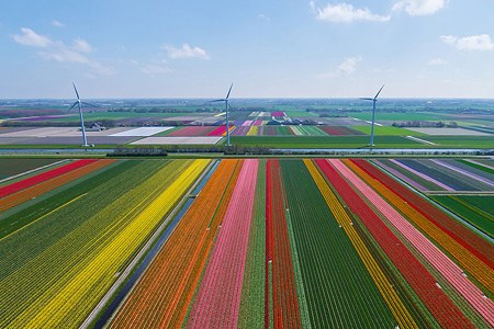 Holland. The country of tulips