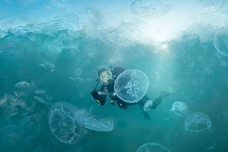 Jellyfish Bay, Raja Ampat, Indonesia