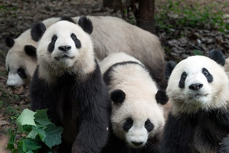 Chengdu Research Base of Giant Panda Breeding, China