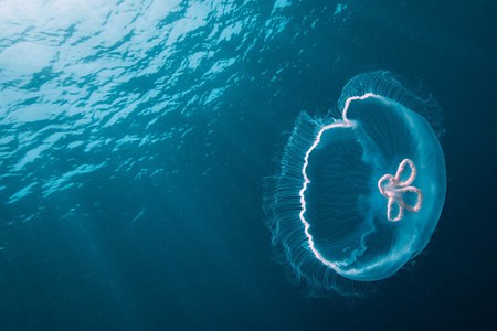 Diving with jellyfish