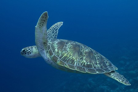 Diving with turtle