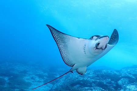 Diving with turtle, stingray and jellyfish