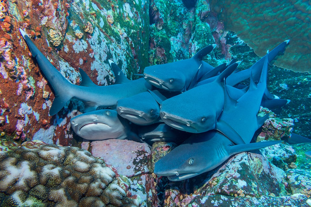 Alimatha, Maldives, diving with Nurse Sharks Alimatha, Maldives, diving with Nurse Sharks