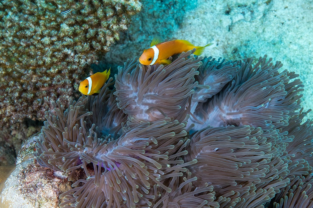 Maldives. Underwater Paradise Maldives. Underwater Paradise