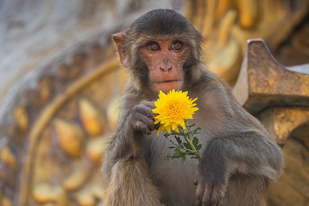 Swayambhunath, the Monkey Temple, Kathmandu, Nepal. Swayambhunath, the Monkey Temple, Kathmandu, Nepal.