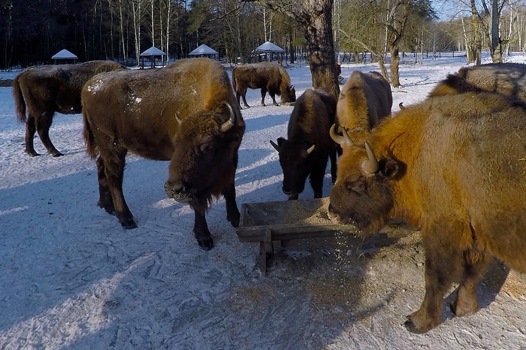 European Bison, Bryansk Forest Nature Reserve