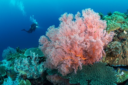 Coral World. Underwater Paradise