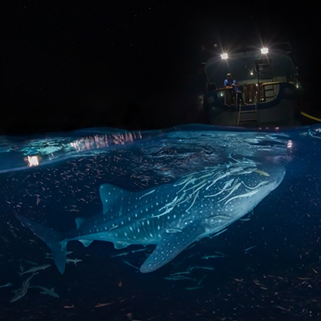 Whale shark split panorama. Maldives