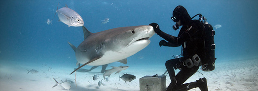 Sharks feeding. Bahamas