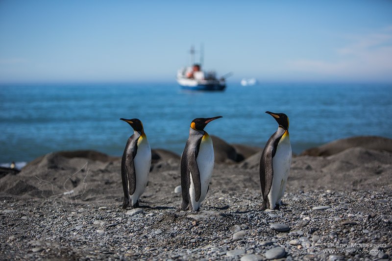 Antarctica, South Georgia Island