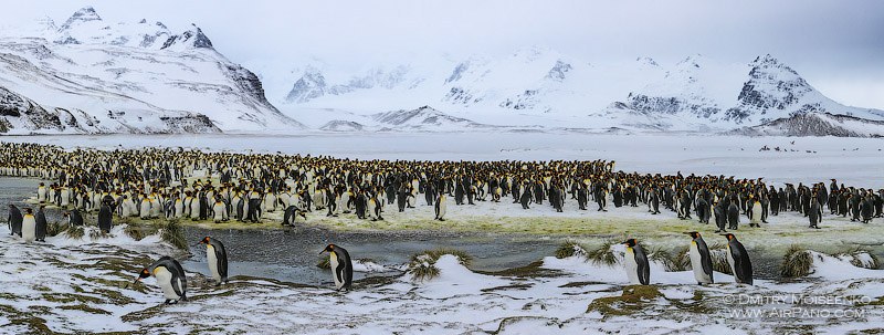 Antarctica, South Georgia Island