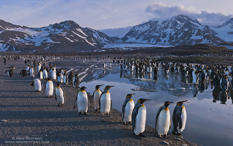 Antarctica, South Georgia Island