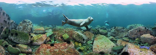 Diving with spotted seals. Sea of Japan, Russia