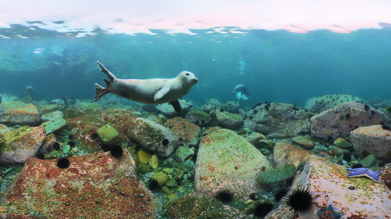 Diving with spotted seals. Sea of Japan, Russia